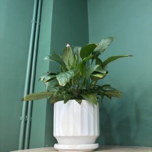 Green houseplant in a white ribbed self-watering pot on a wooden table