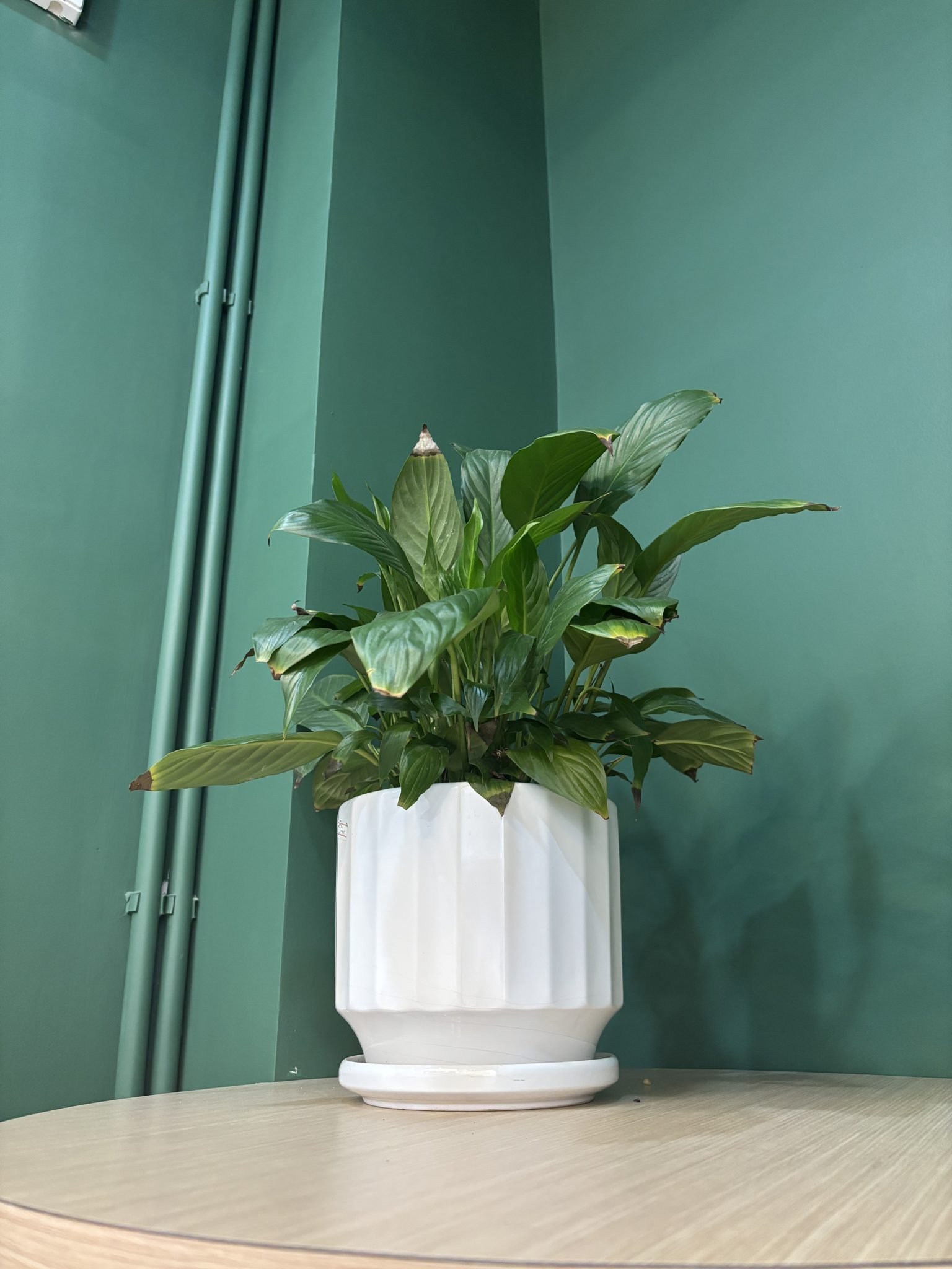 Plante moyenne dans un pot blanc strié