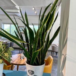 Tall snake plant with variegated leaves in a decorated ceramic pot