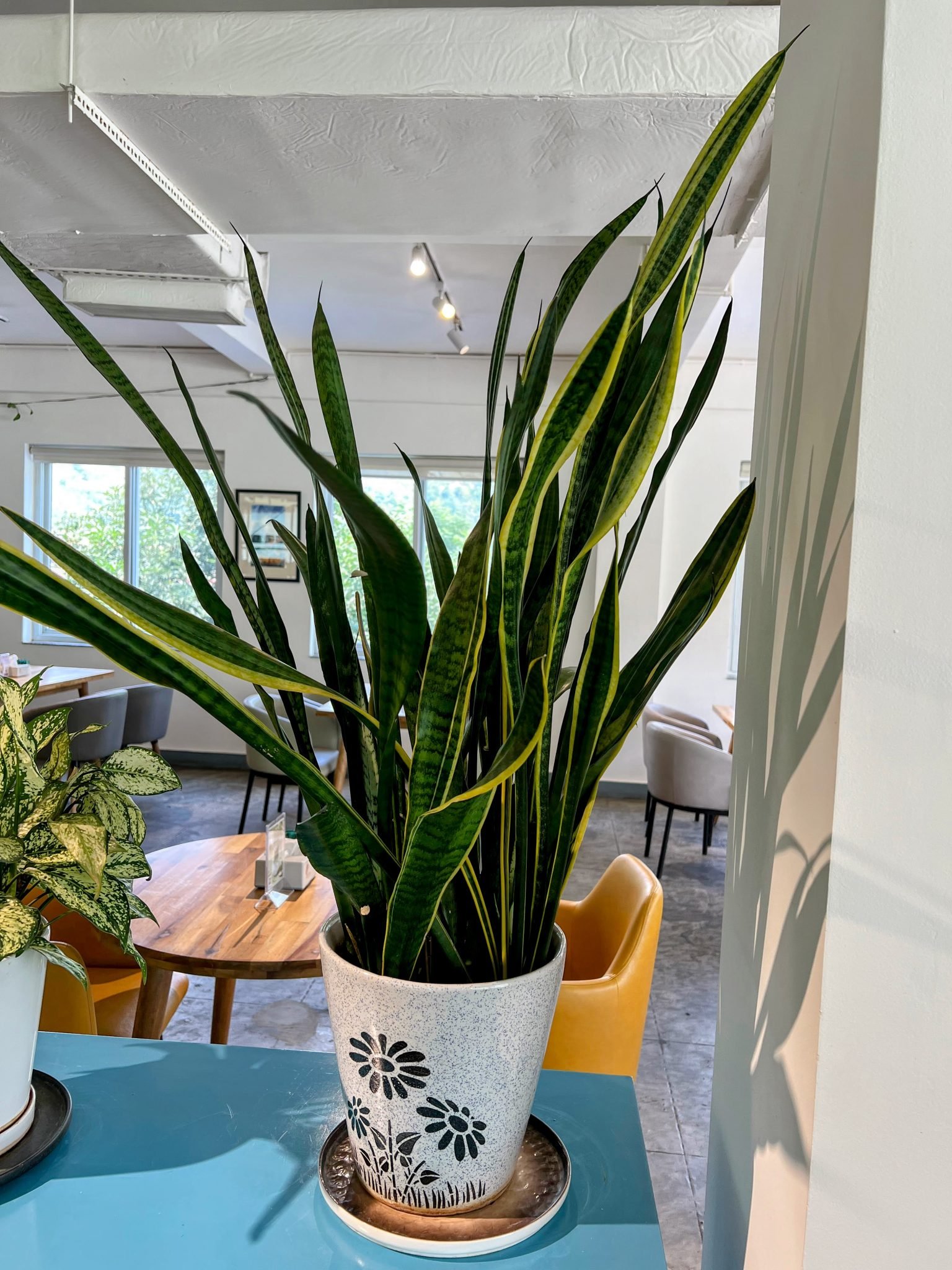 Grande sansevieria dans un pot en céramique