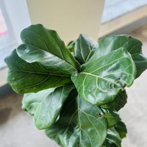 Fiddle leaf fig with broad glossy leaves in bright light