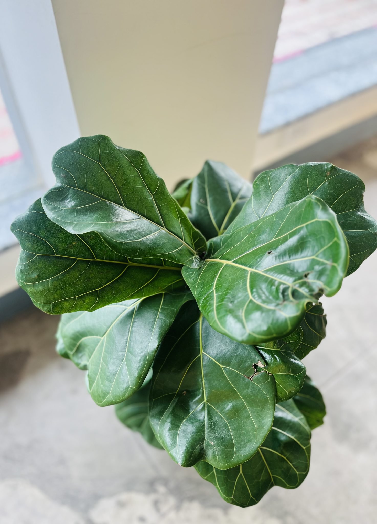 Fiddle leaf fig with broad glossy leaves in bright light