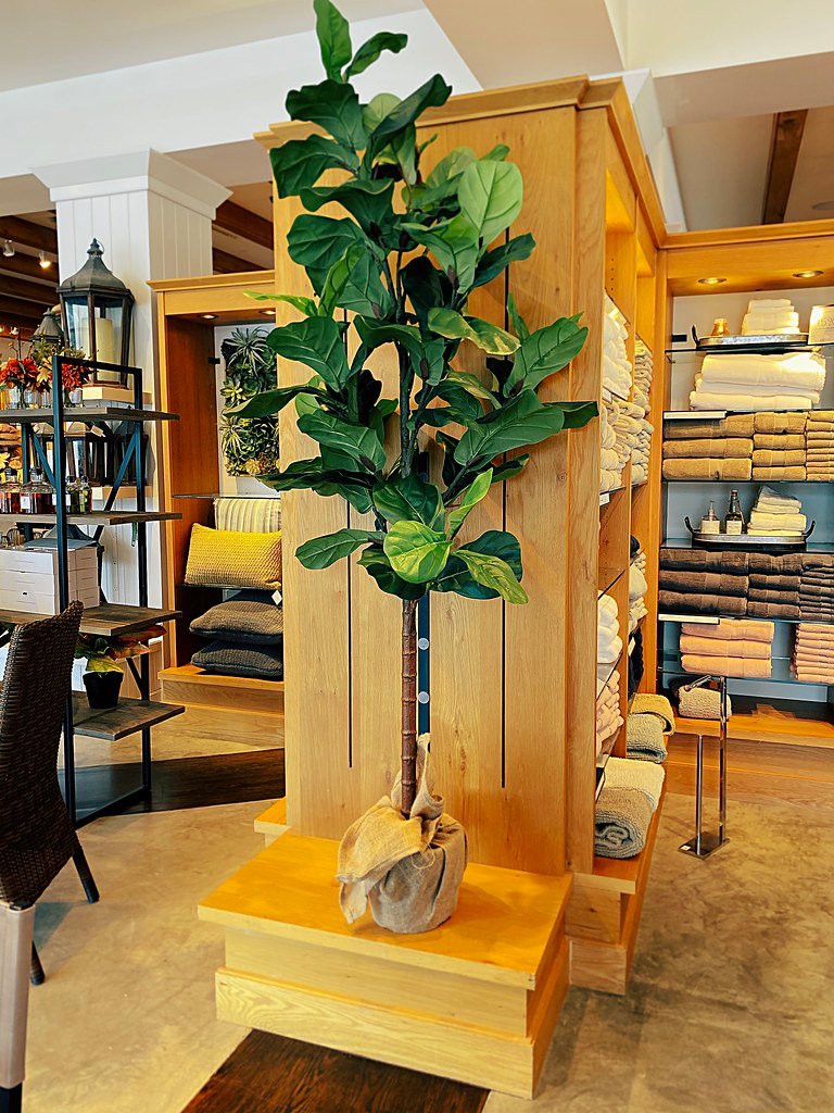 Tall fiddle leaf fig displayed in a warm wooden interior