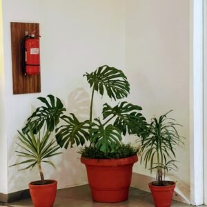 Trio of potted plants with a large monstera in the centre