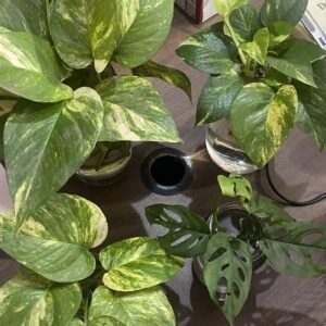 Lush golden pothos with variegated leaves seen from above