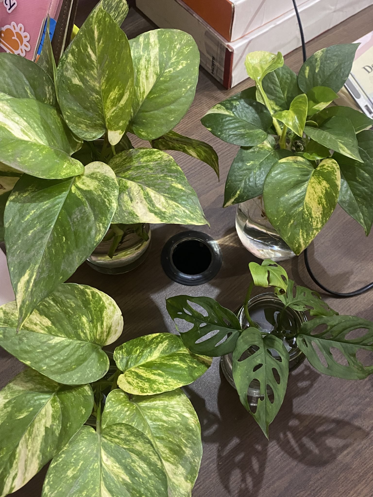 Lush golden pothos with variegated leaves seen from above