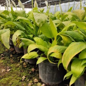 Group of lush green plants gathered in a greenhouse