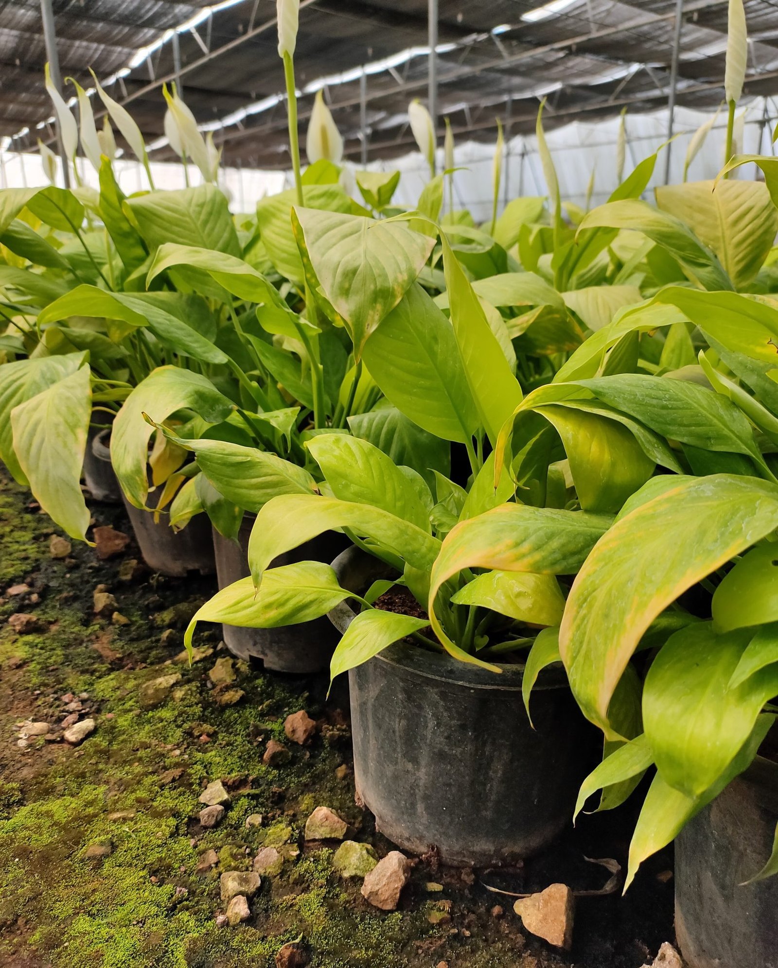 Group of lush green plants gathered in a greenhouse