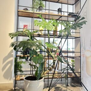 Large monstera plant in a white ceramic pot with dramatic leaf shadows