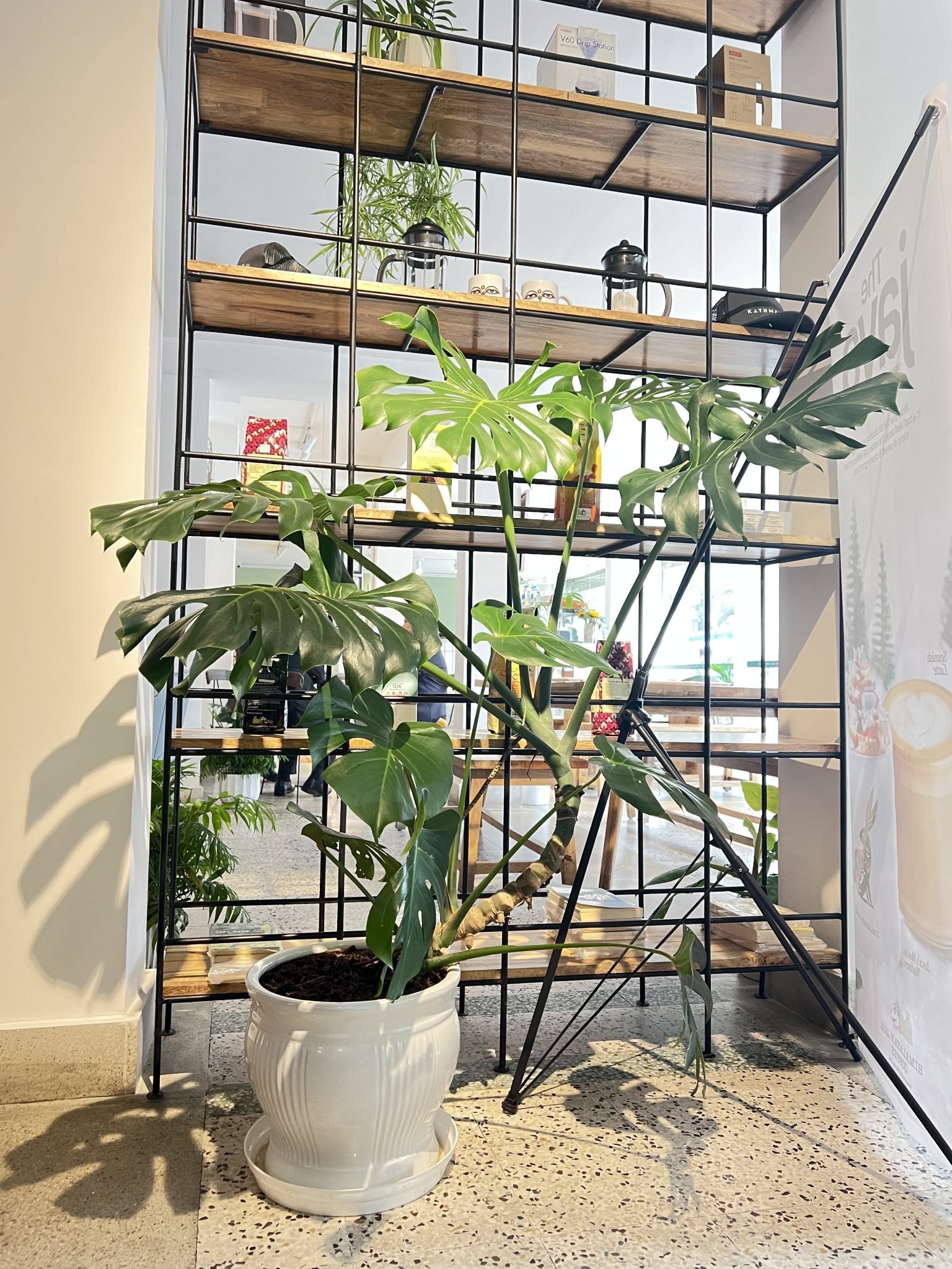 Guide d'entretien du monstera