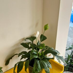 Peace lily with white blooms in a ceramic pot