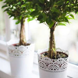 Matching pair of plants in white lace ceramic pots on a windowsill
