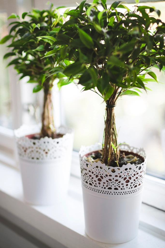 Matching pair of plants in white lace ceramic pots on a windowsill