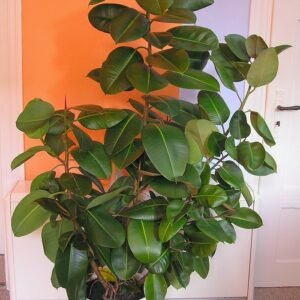 Large rubber tree with glossy leaves in a white pot