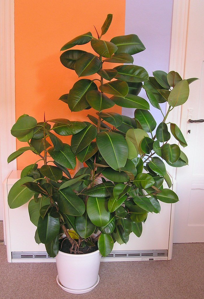 Grand ficus elastica dans un pot blanc