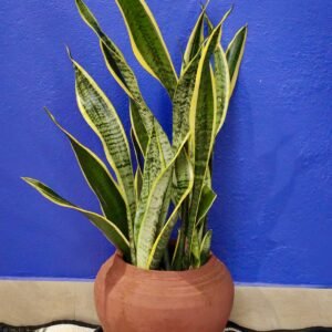 Snake plant in a terracotta pot against a deep blue wall