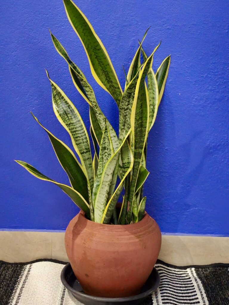 Snake plant in a terracotta pot against a deep blue wall
