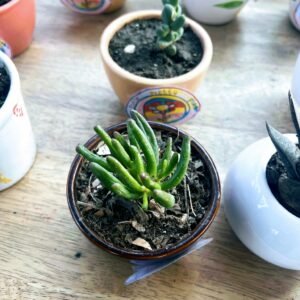 Two small succulents in ceramic pots on a wooden table