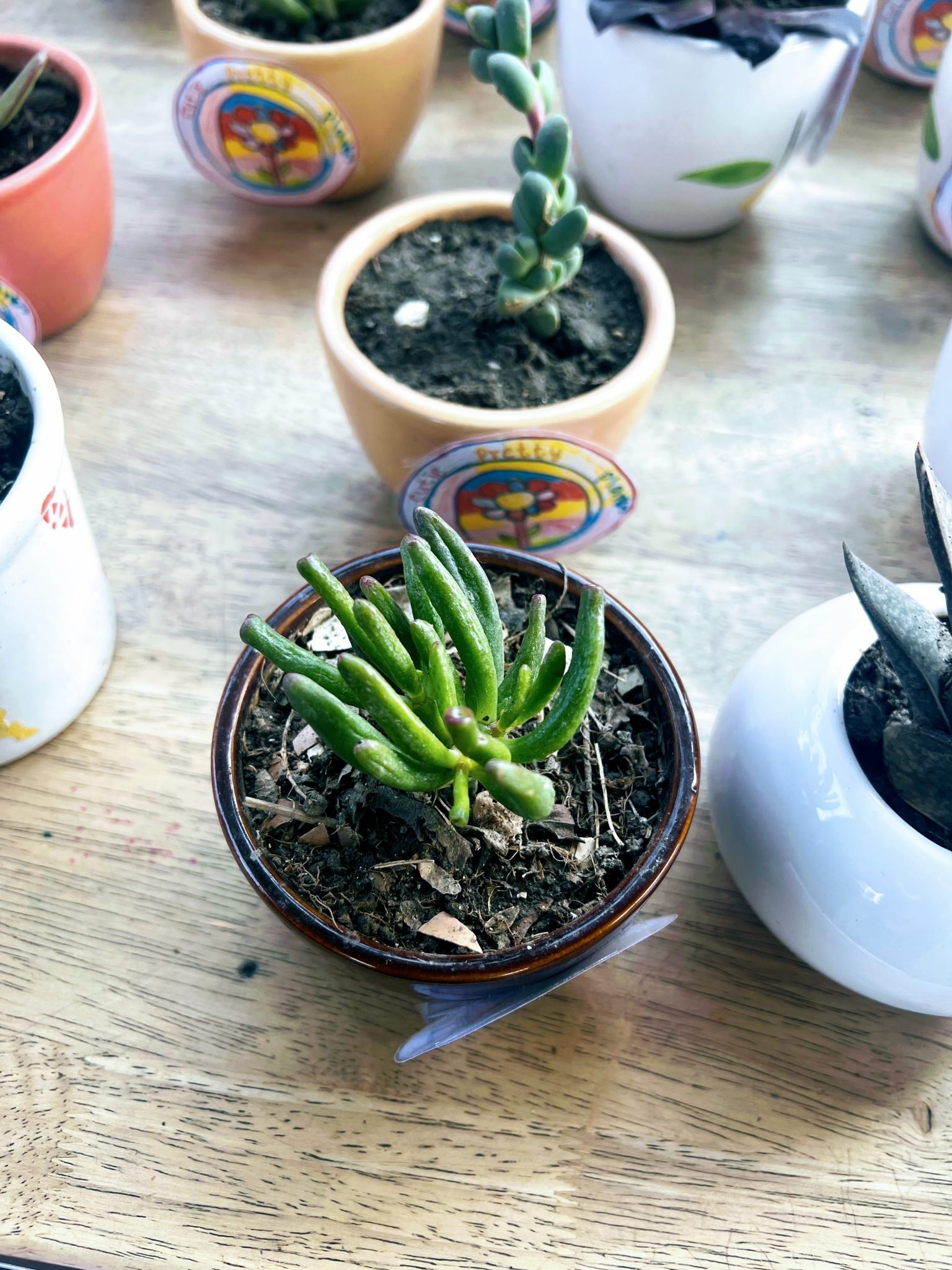 Petites succulentes en pots de céramique