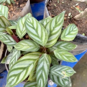 Calathea plants with striped leaves ready for a new home