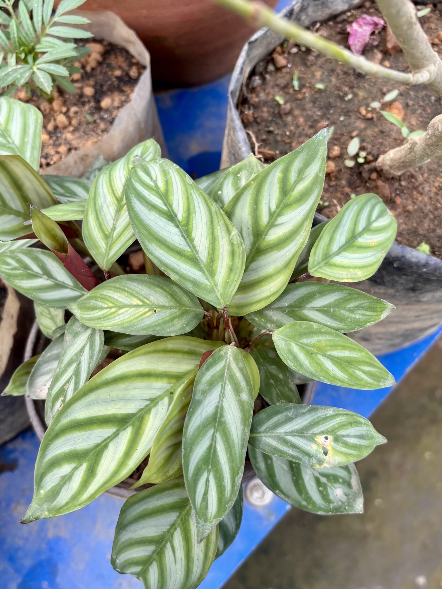 Calathea plants with striped leaves ready for a new home