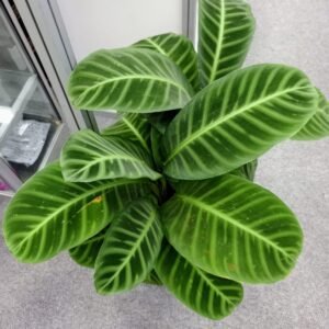 Calathea zebrina with striking striped leaves seen from above