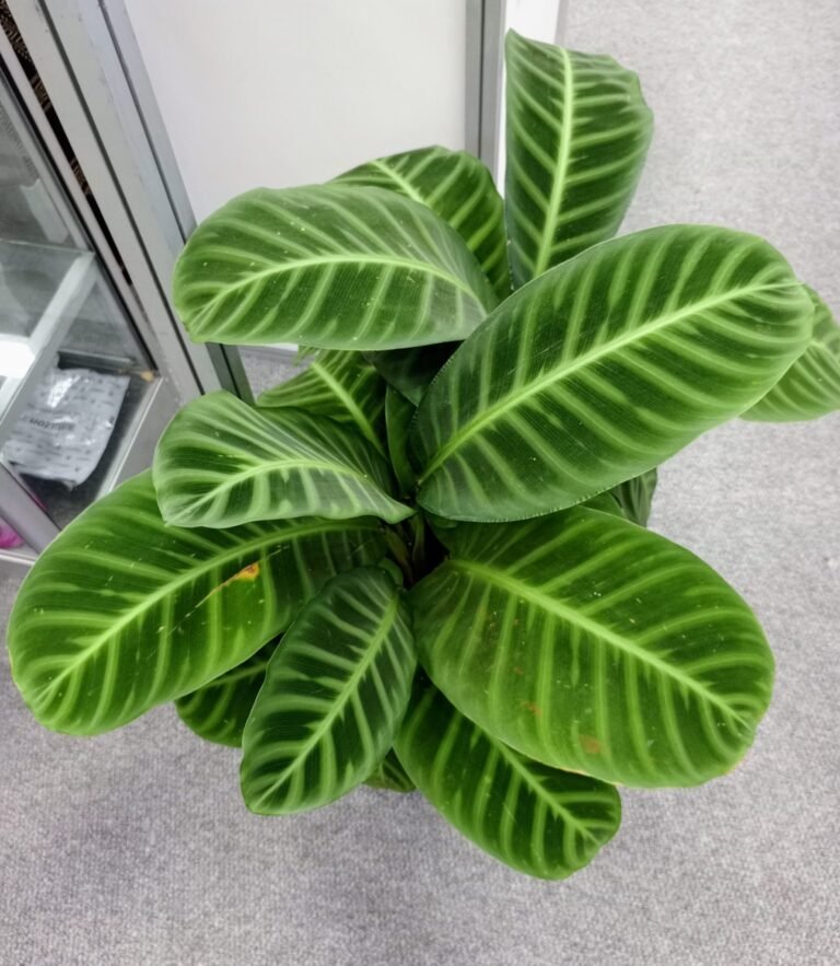 Calathea zebrina with striking striped leaves seen from above