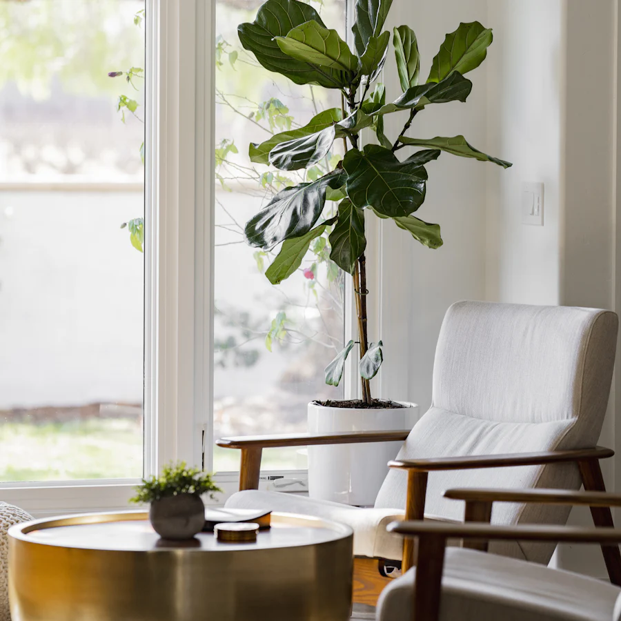 Ficus lyrata dans un pot blanc près d'une fenêtre lumineuse