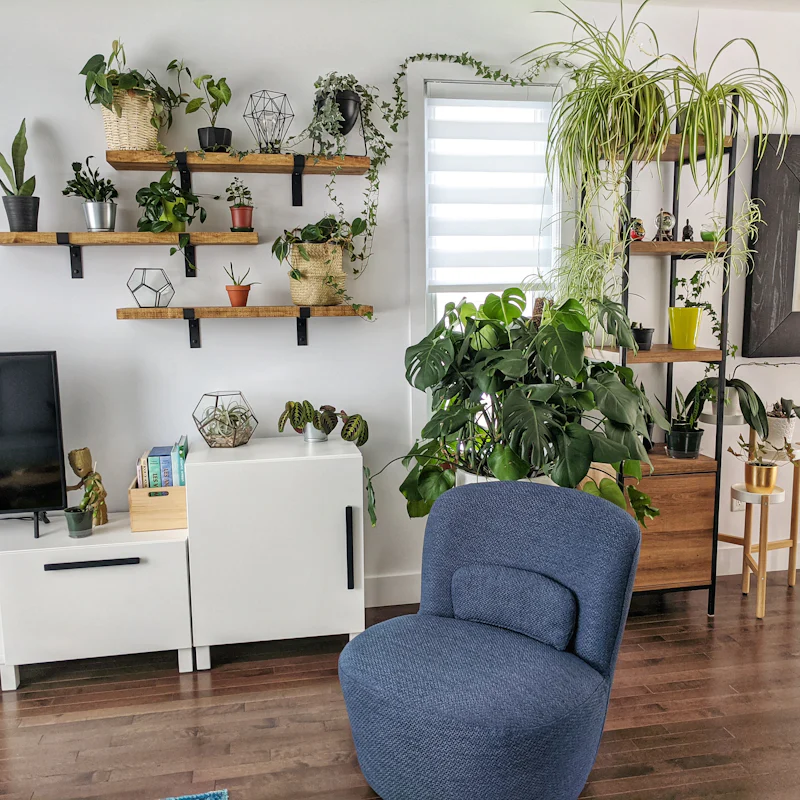 Étagères de plantes au-dessus d'un meuble TV dans un vrai intérieur